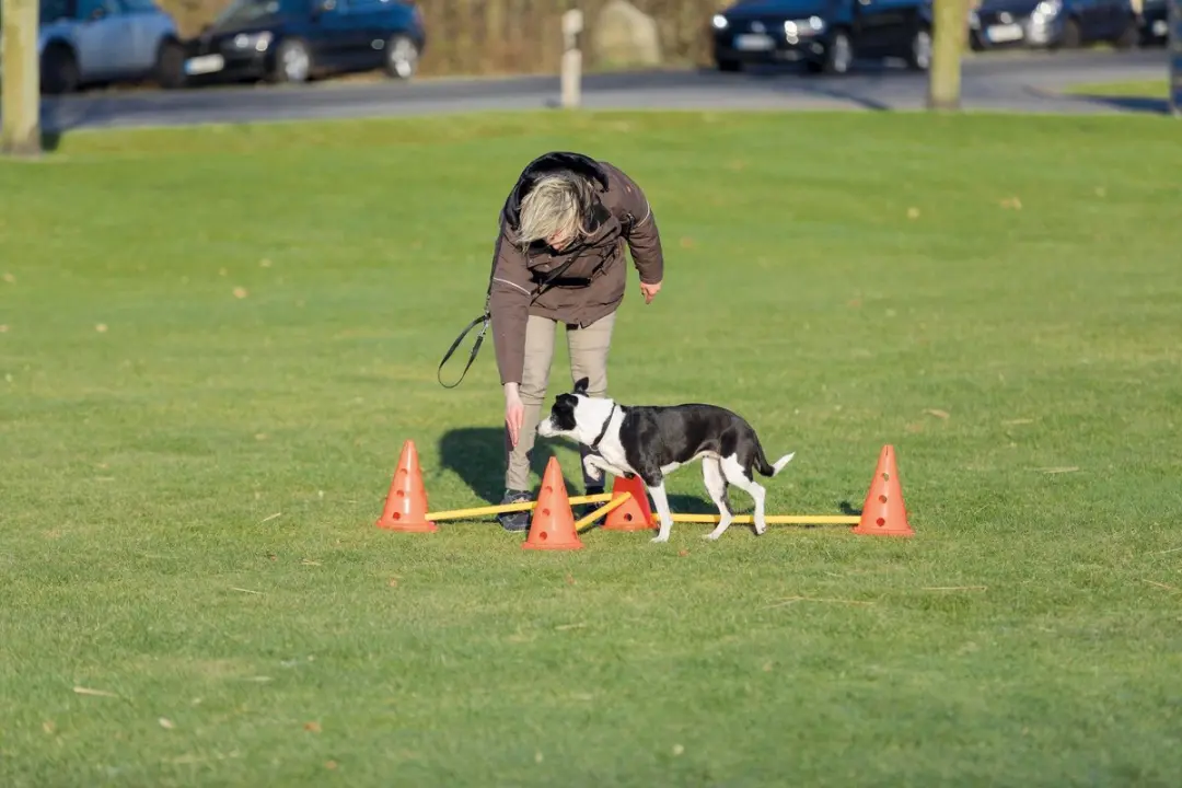 Trixie Dog Activity Hordenset - 3 Stuks - Oranje/Geel