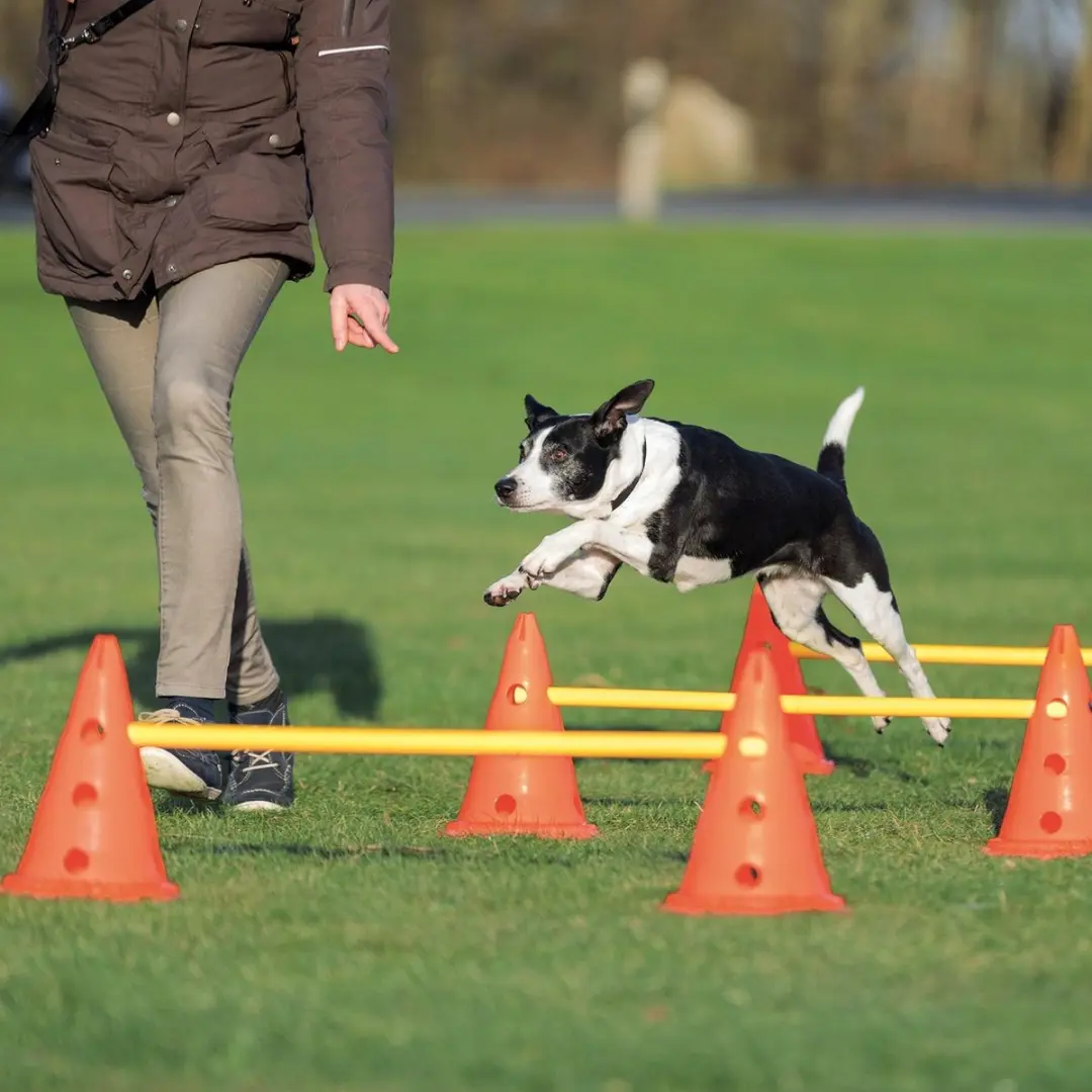 Trixie Dog Activity Hordenset - 3 Stuks - Oranje/Geel
