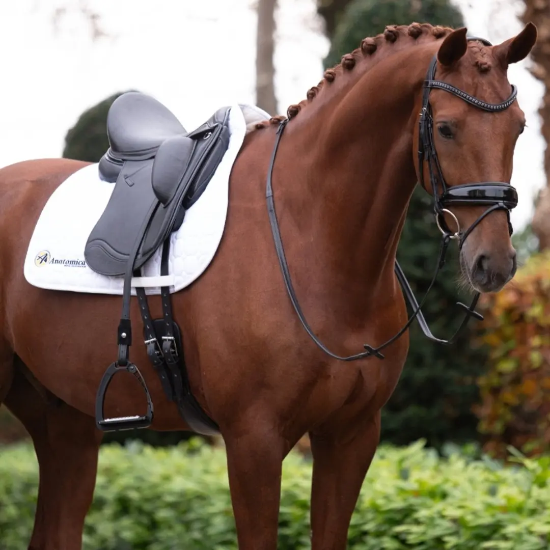 Anatomic Welfare Paris Trenshoofdstel