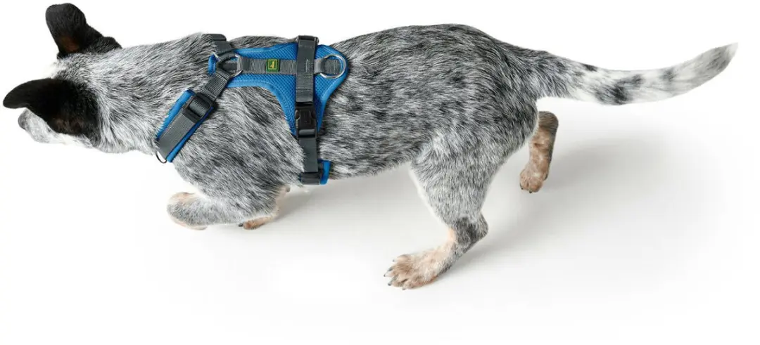 Hunter Maldon Up Hondentuig - Blauw XS-S 37-53cm