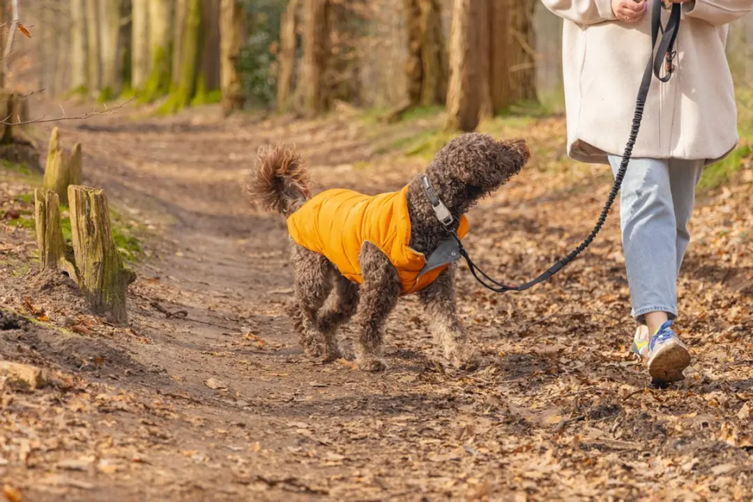 Beeztees Wisti Hondenjas - Oranje - 56 cm