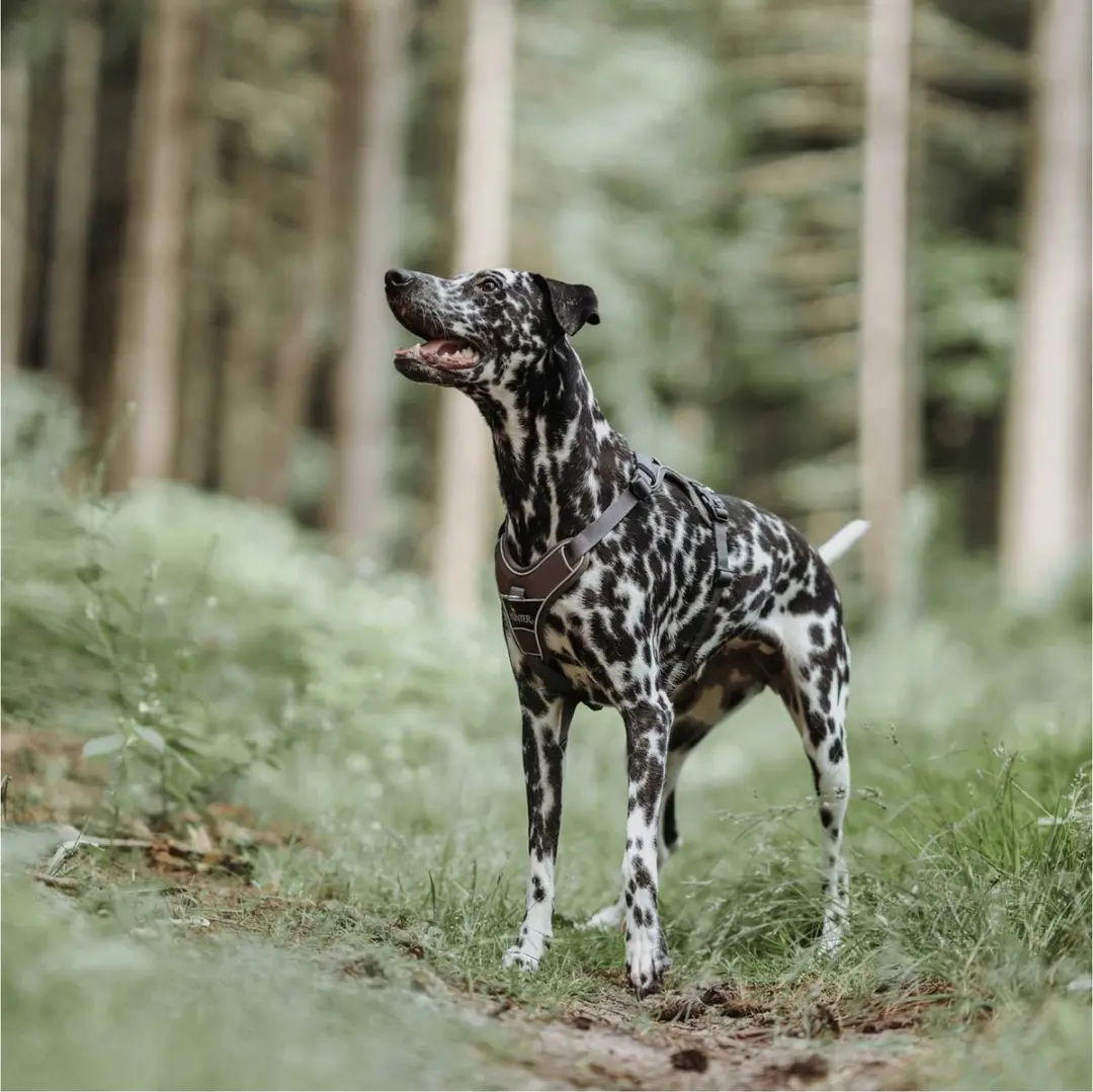 Hunter Harnas Divo Bruin&Grijs - Hondentuig L 72-100cm