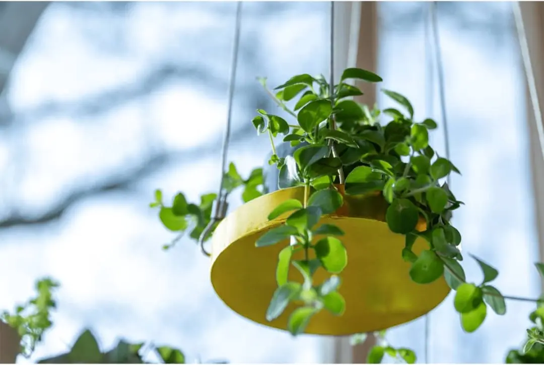 Esschert Design Plantenblad Hangend Rond S - Goud