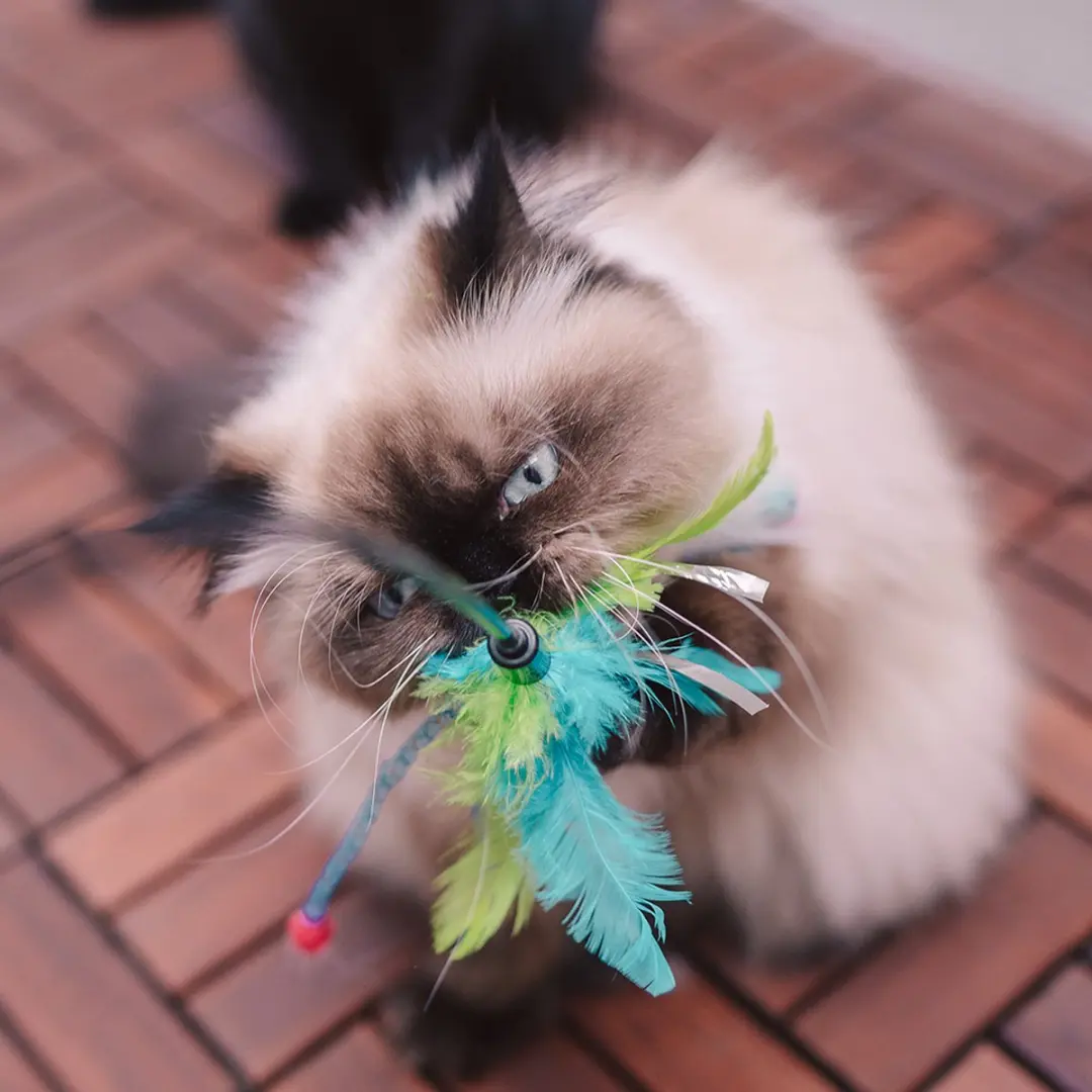 DuvoPlus Speelstok voor Katten - Gemengde Kleuren
