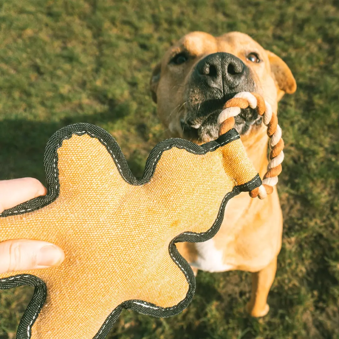 DuvoPlus Speelgoed Hond Canvas Peperkoekman Meerkleurig