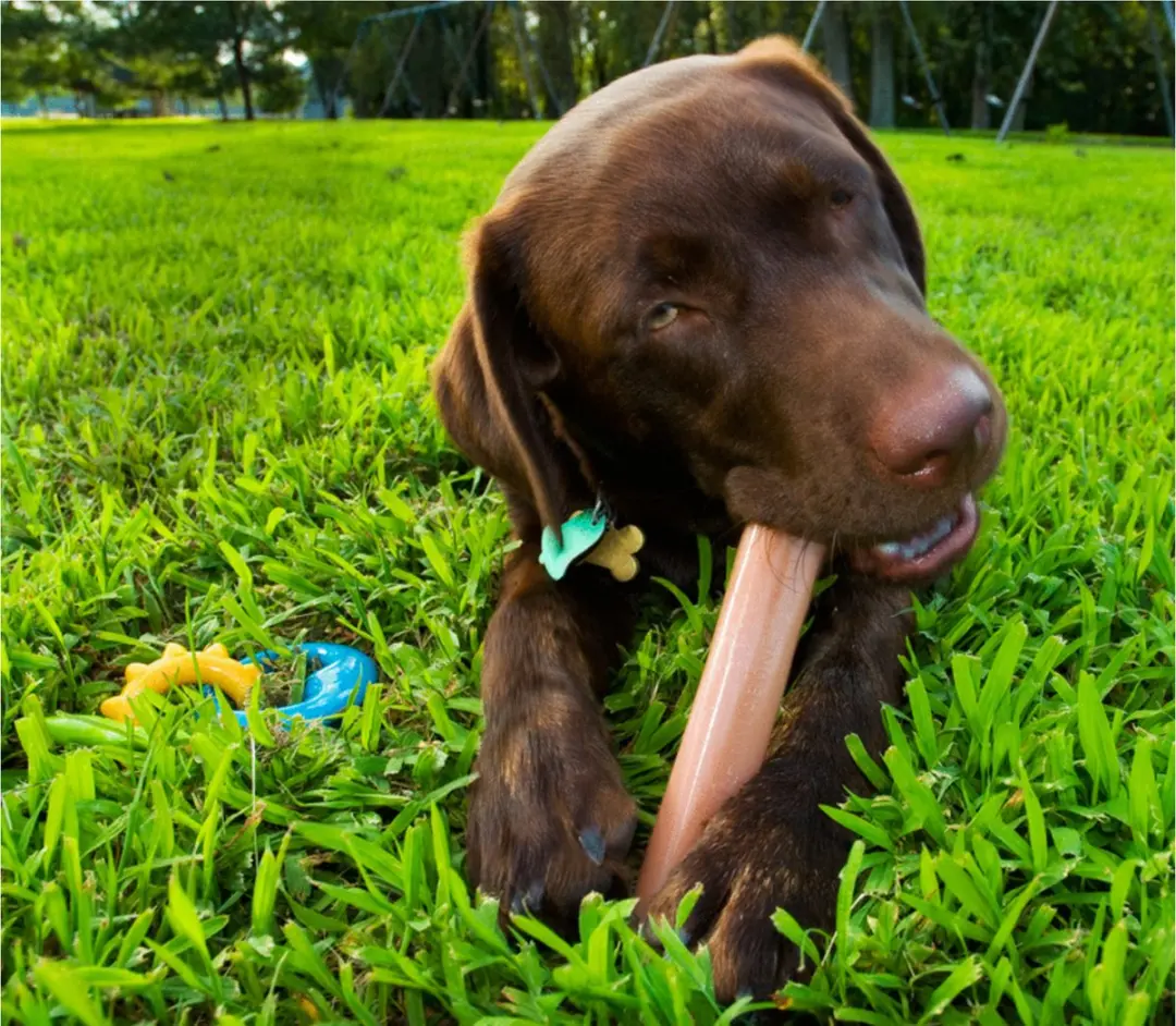 Nylabone Durable Kauwbot - 20 Kg - Multi
