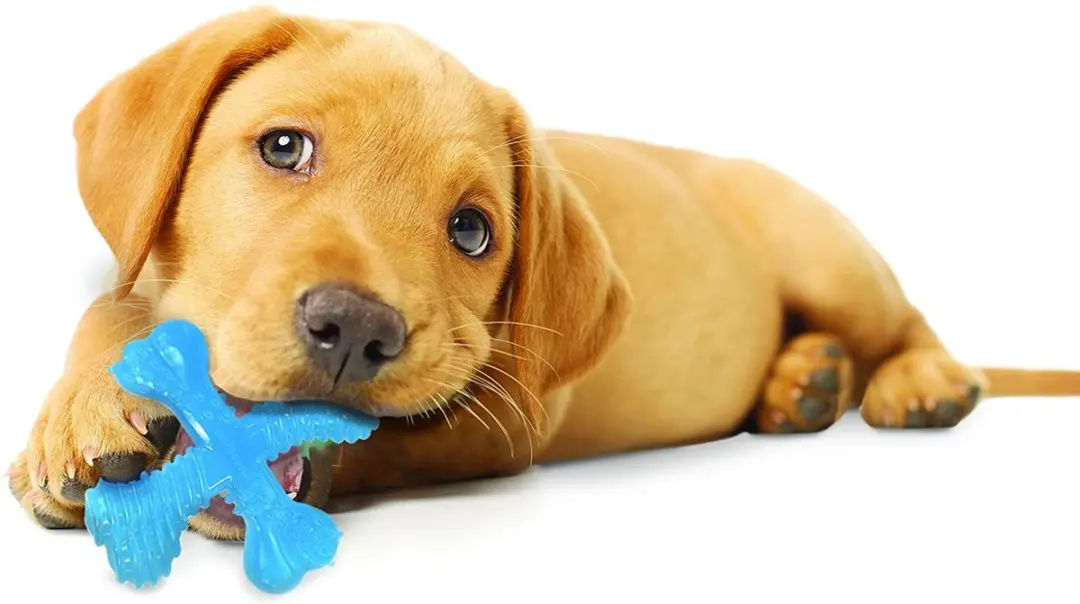 Nylabone Flexi Puppy Teething X Bone Aquablauw XS