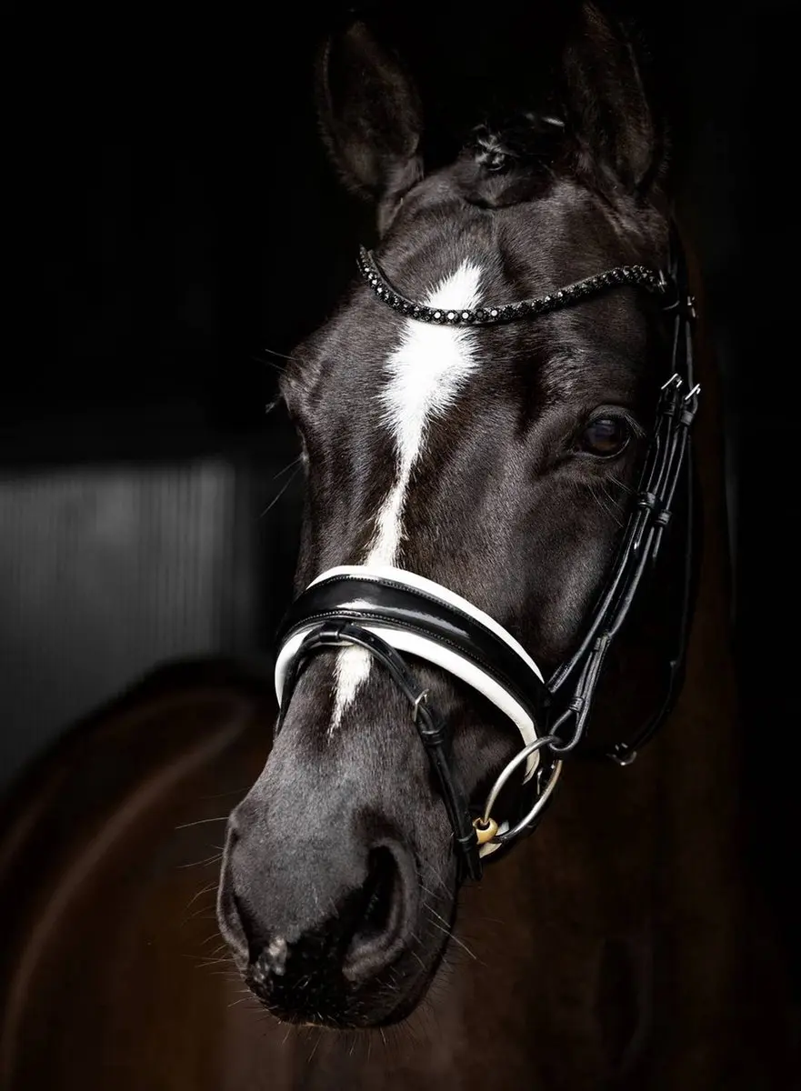 Lemieux Kudos Patent Dressage Hoofdstel - Full