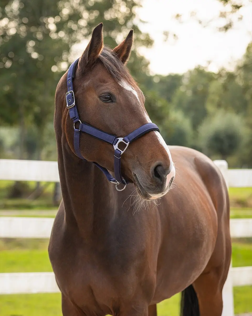 QHP Halster Deluxe Donkerblauw - Pony