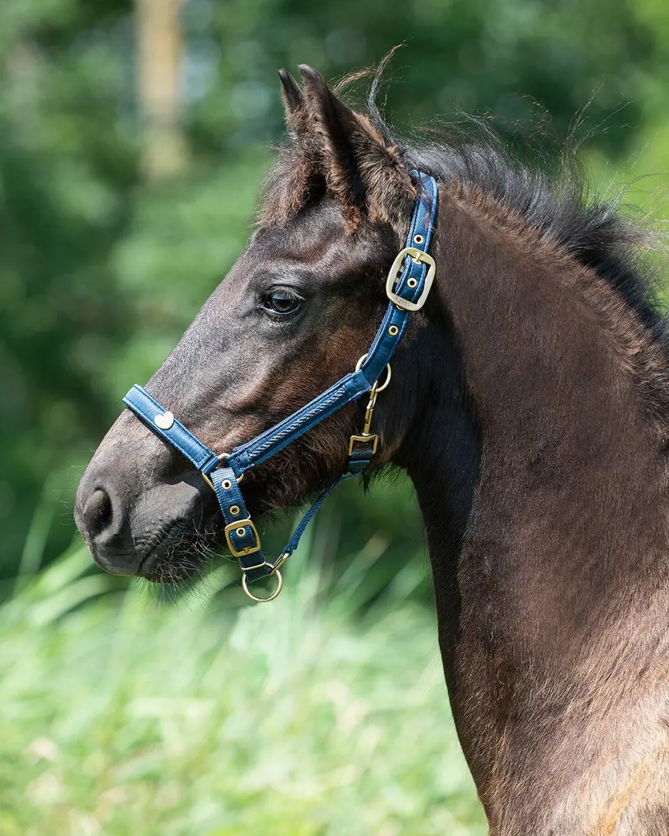 QHP Halster Veulen Lily Navy - Full