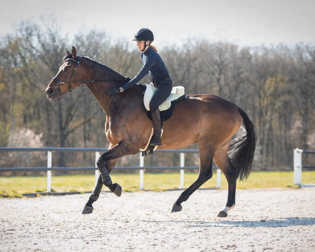 QHP Barebackpad Shetlander - Crème/Zwart
