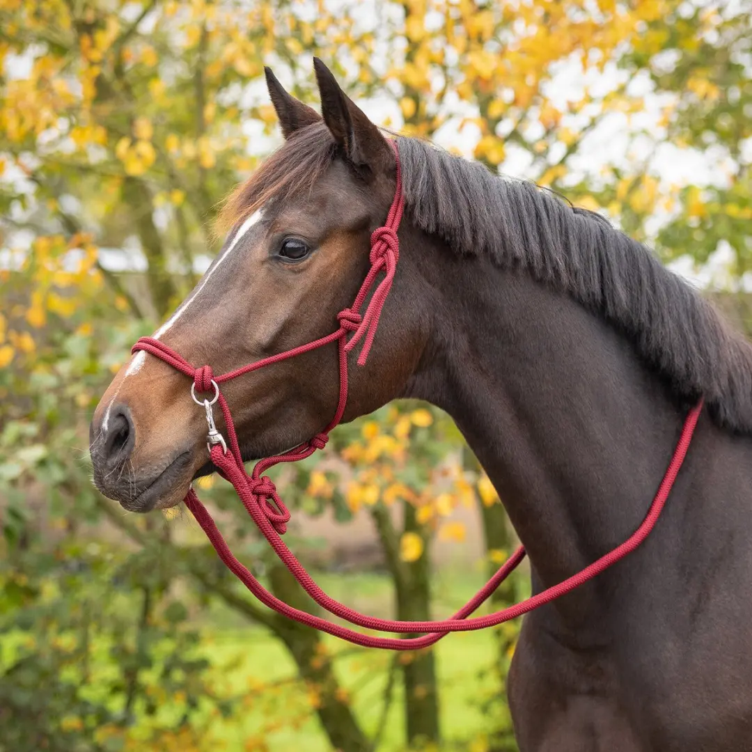 QHP Touwhalster Shetlander - Rood