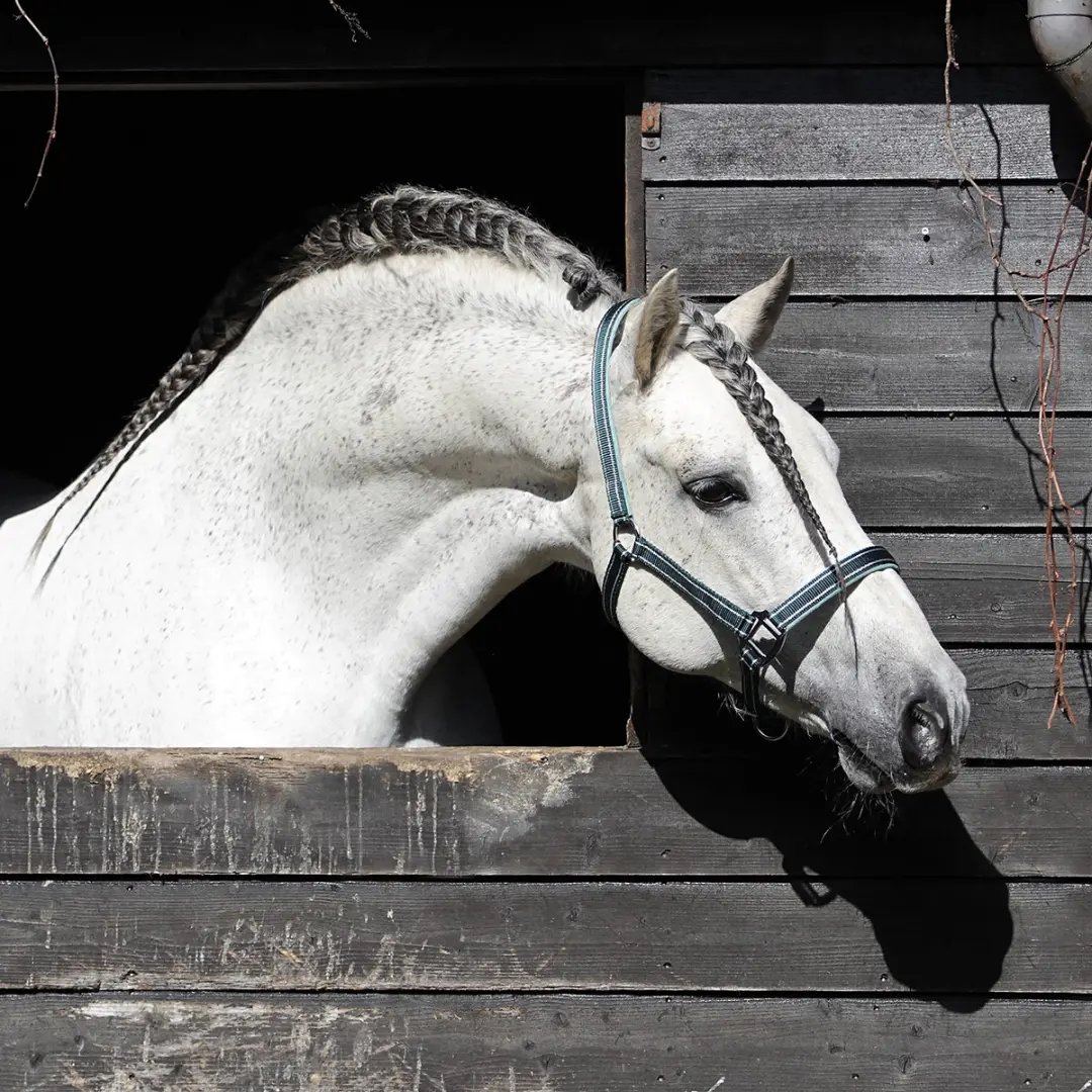 Horsegear Zari Halster - Shetlander - Donkergroen