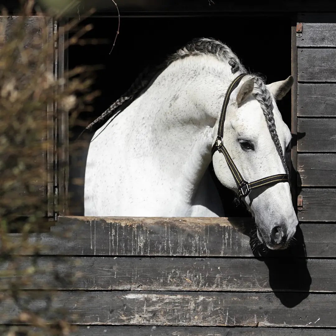 Horsegear Halster Zari Pony - Zwart-goud