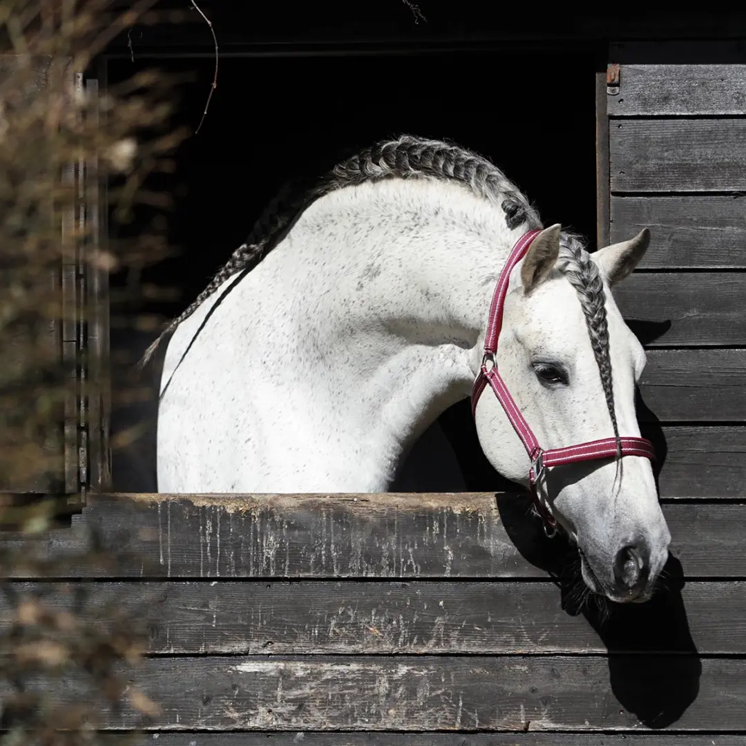 Horsegear Zari Halster - Pony - Rood-zilver