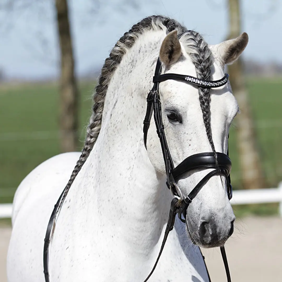 Horsegear Hoofdstel HGHONESTUS Full - Zwart