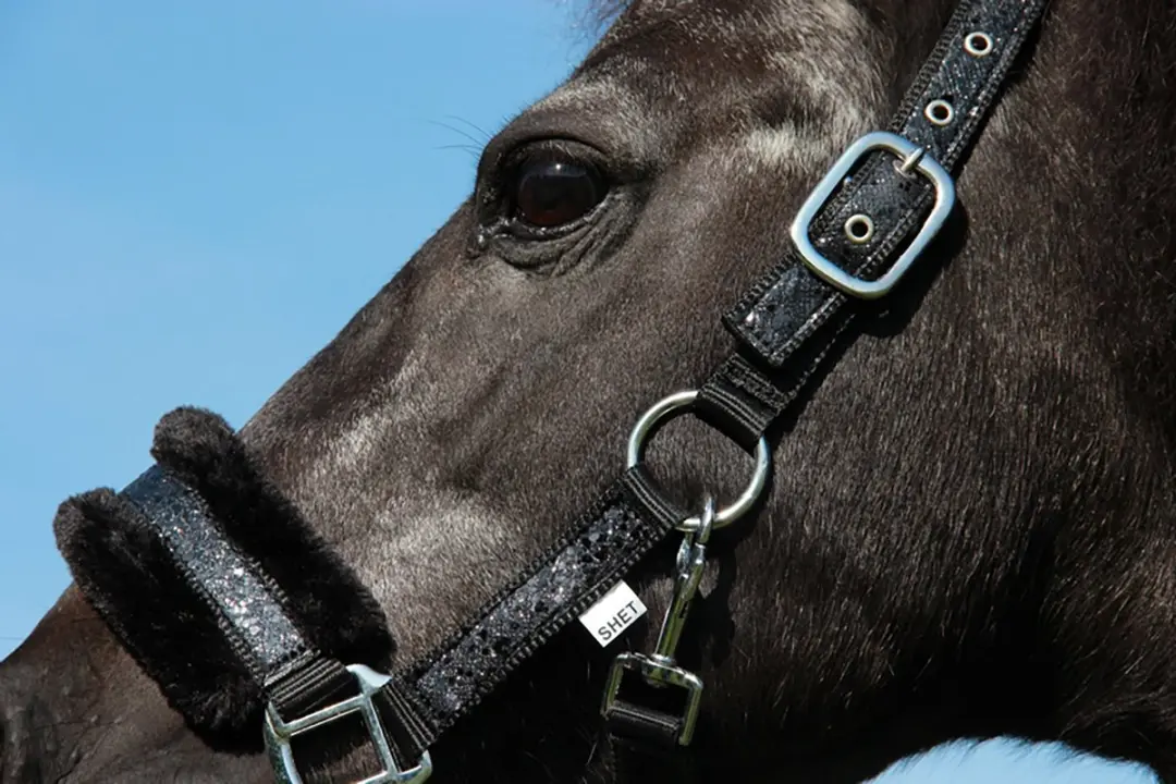 Epplejeck Halster Glamour Cob - Zwart