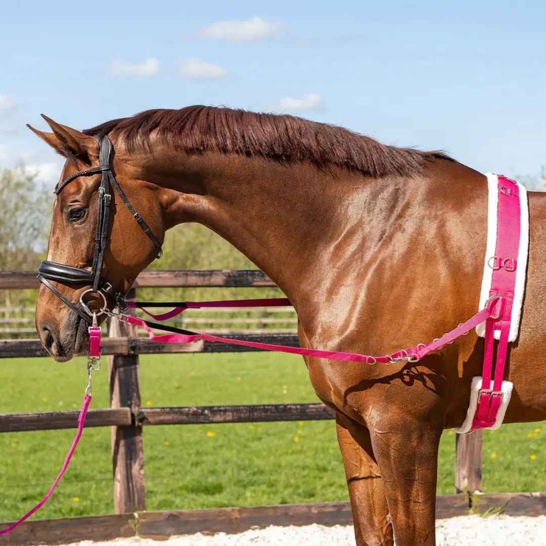 Pagony Wiesmoor Longeersingel - Cob Fuchsia