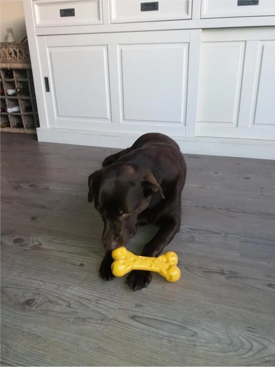 Nylabone Durable Cheese Bone M - Multi