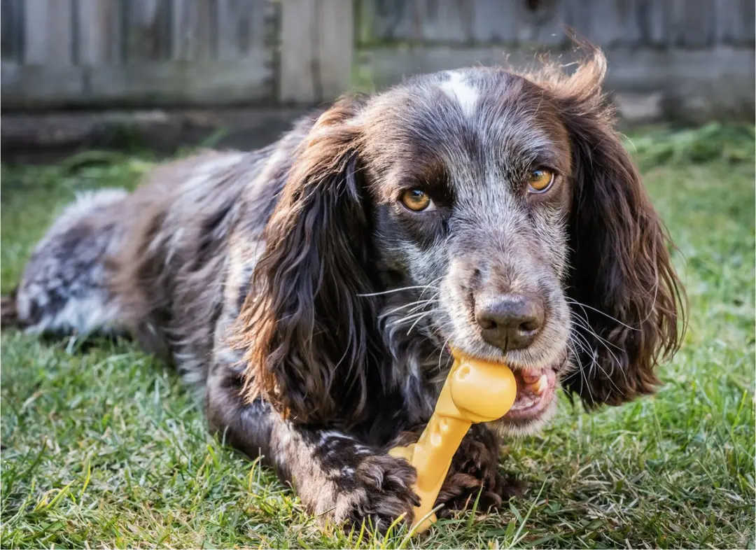 Nylabone Durable Cheese Bone M - Multi