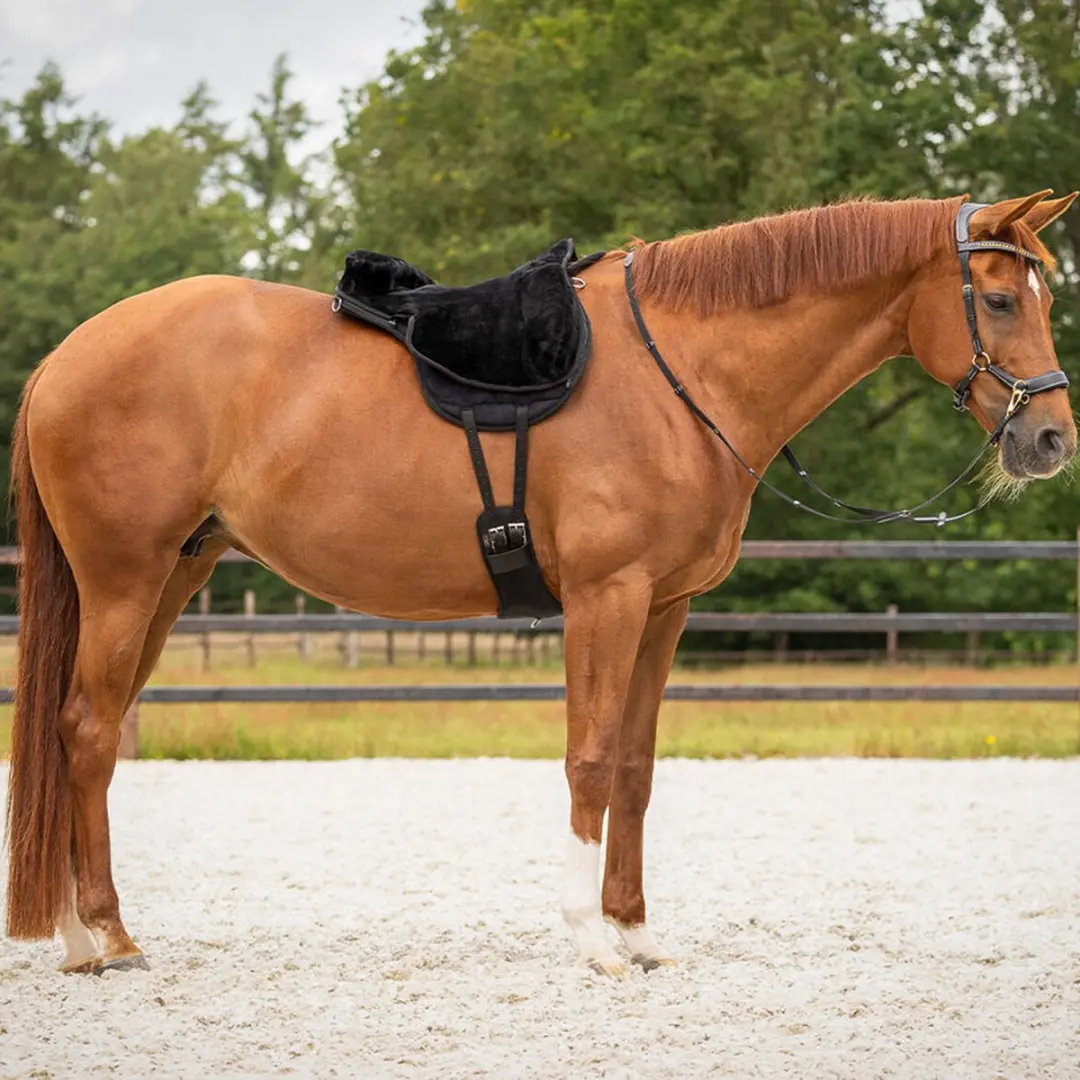 QHP Bareback Pad Super Soft Shetlander - Zwart