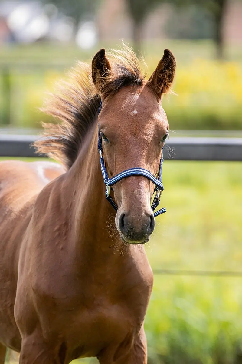 Horsegear Zarin Veulenhalster - Donkerblauw/Lichtblauw