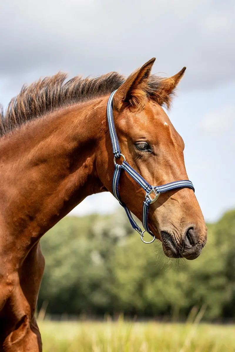 Horsegear Zarin Veulenhalster