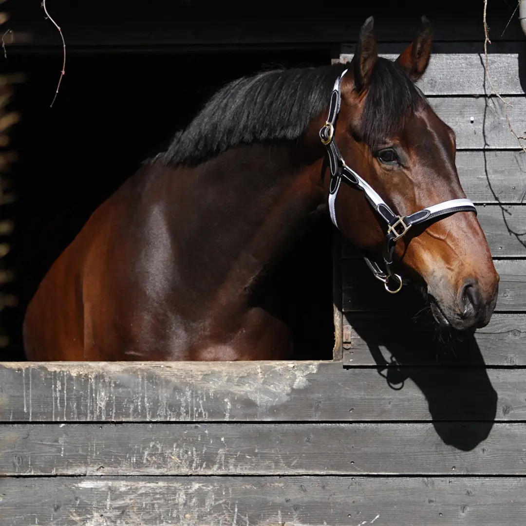 Horsegear Finn Halster - Cob - Zwart-grijs