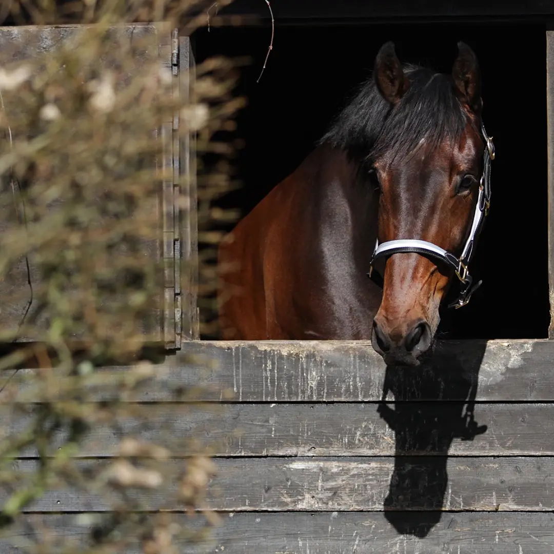 Horsegear Finn Halster - Cob - Zwart-grijs