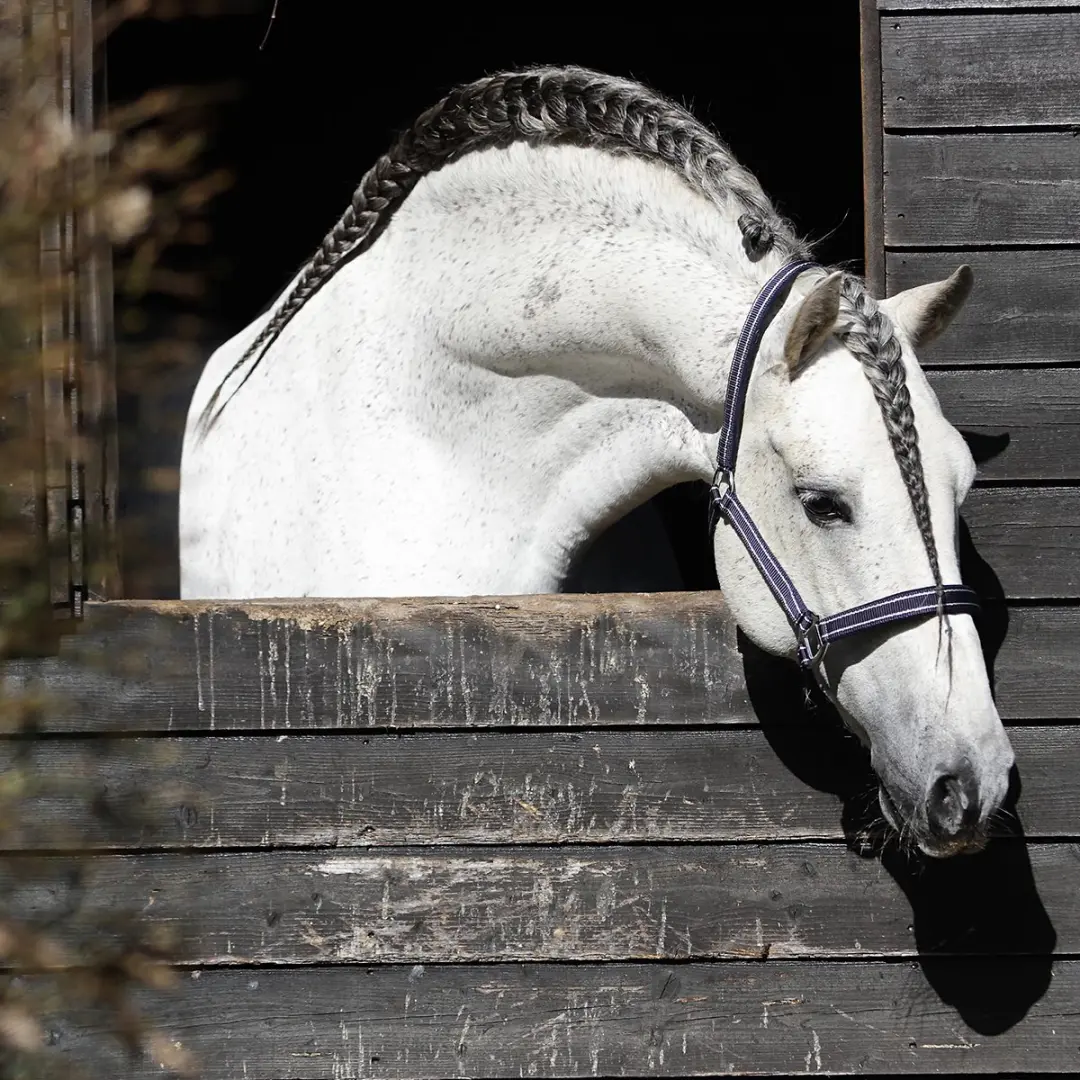 Horsegear Zari Halster - Shetlander - Donkerblauw-zilver
