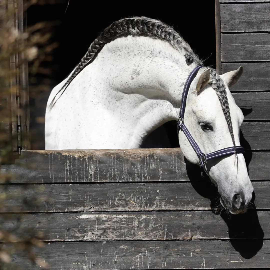 Horsegear Zari Halster - Shetlander - Donkerblauw-zilver