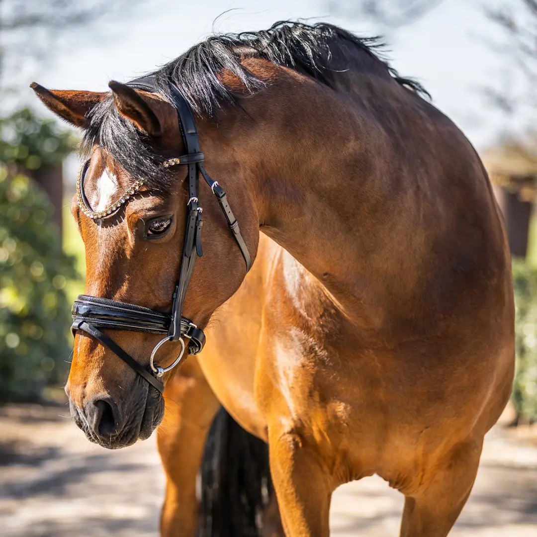 Horsegear HGSalerno Frontriem - Cob - Goud