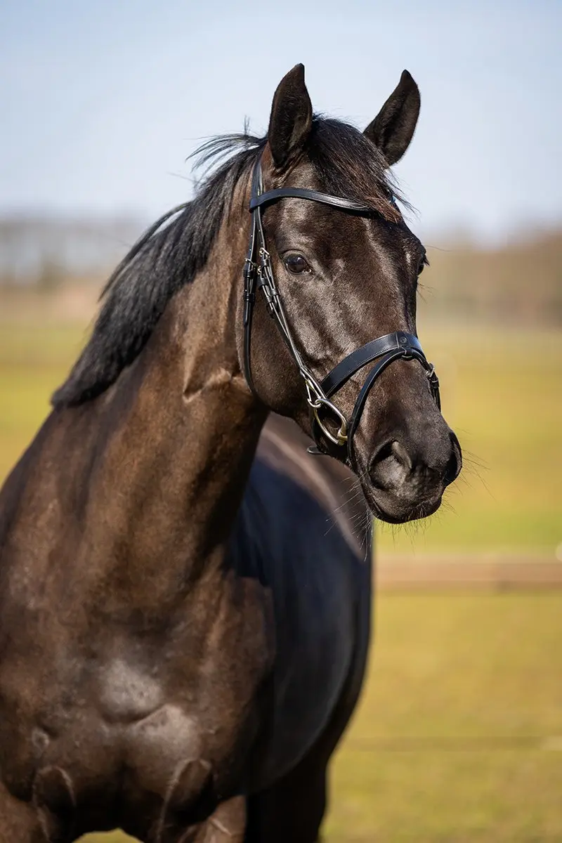 Horsegear HG Wellington Hoofdstel - X-Full Zwart
