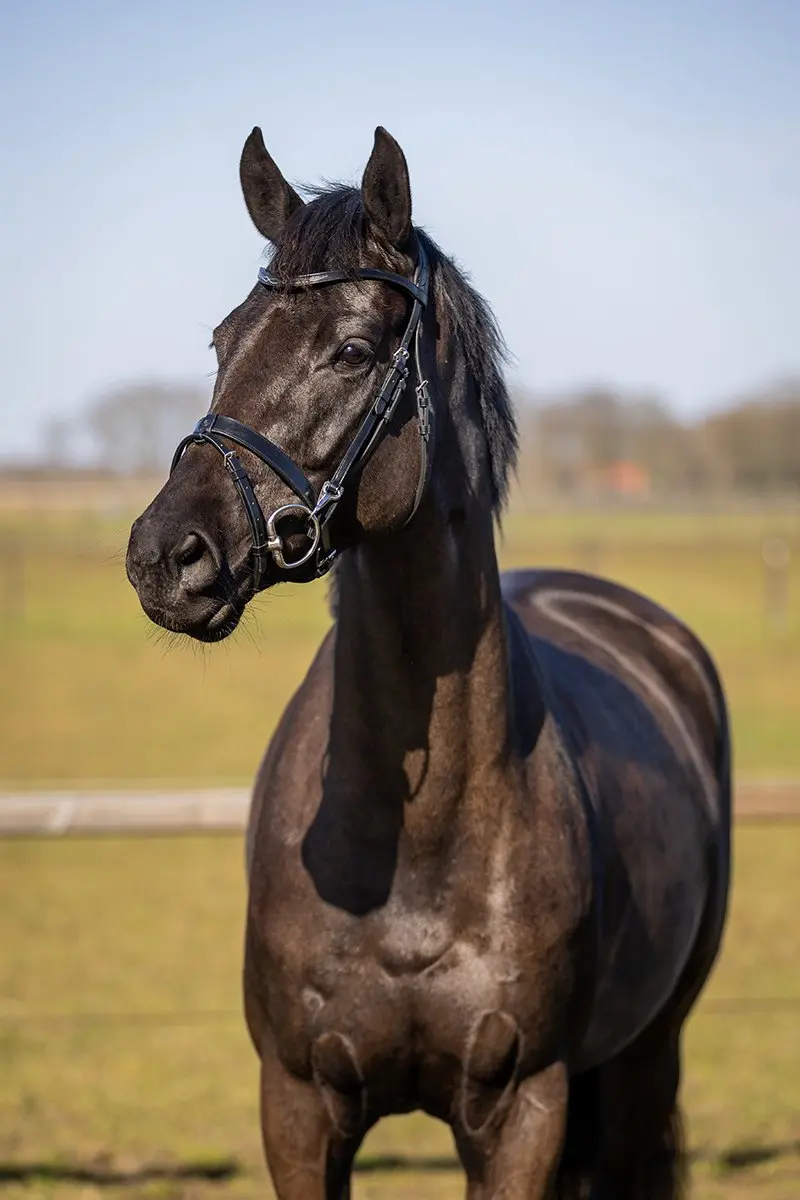Horsegear HG Wellington Hoofdstel - X-Full Zwart