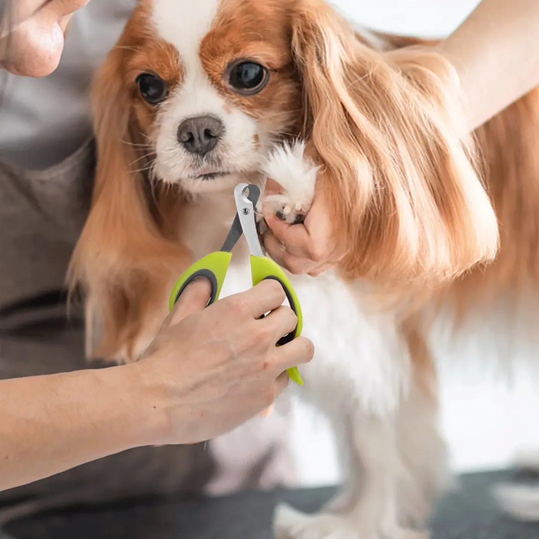 Nobleza Nagelschaar Hond/Kat - Roestvrijstaal Groen