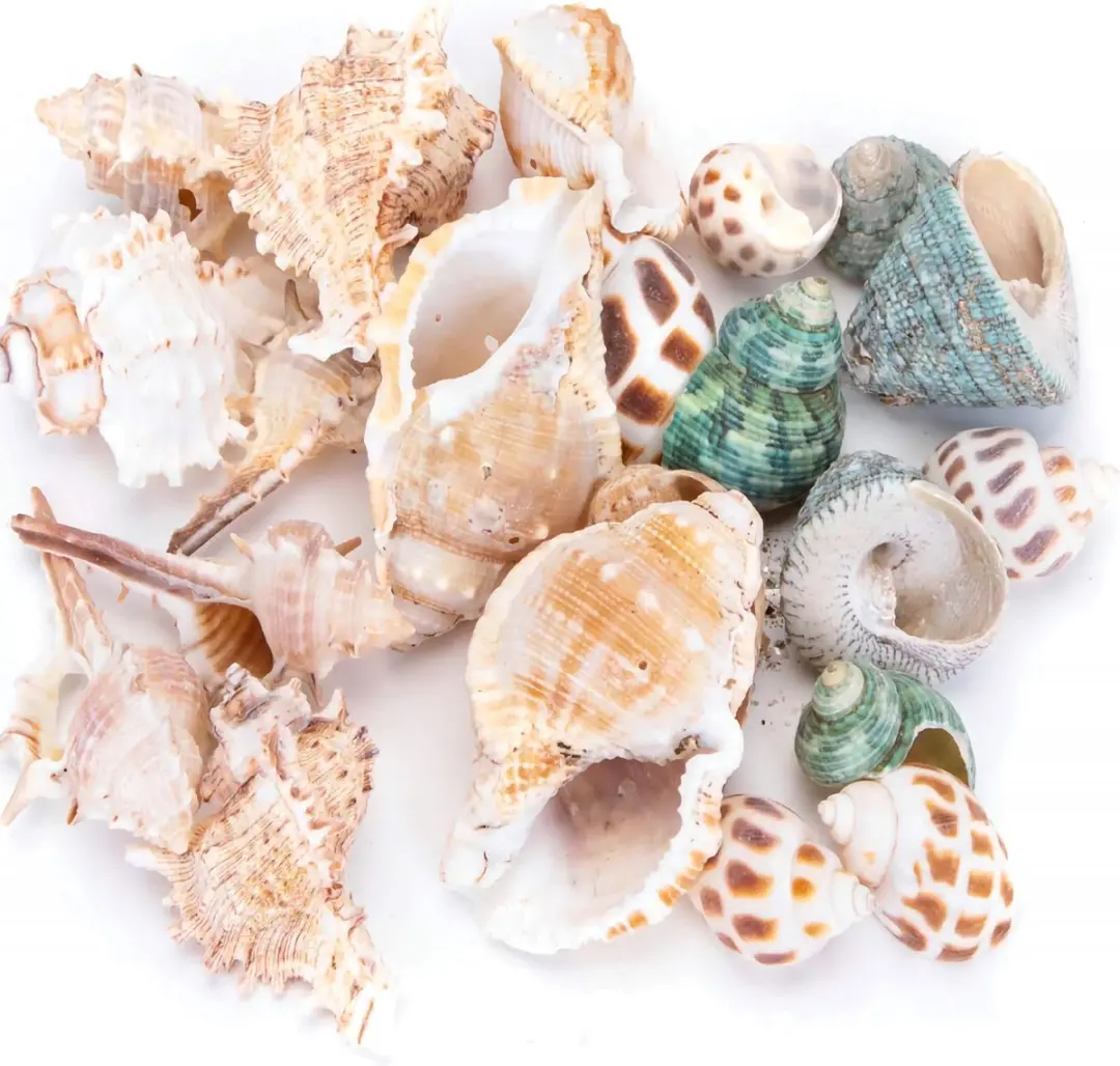 Nobleza Aquariumdecoratie Schelpen & Slakkenhuizen - 40 Stuks - 2-10 cm
