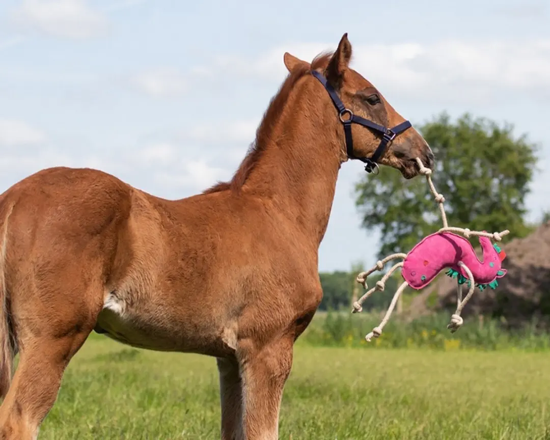 QHP Paardenspeelgoed Eenhoorn Fuchsia