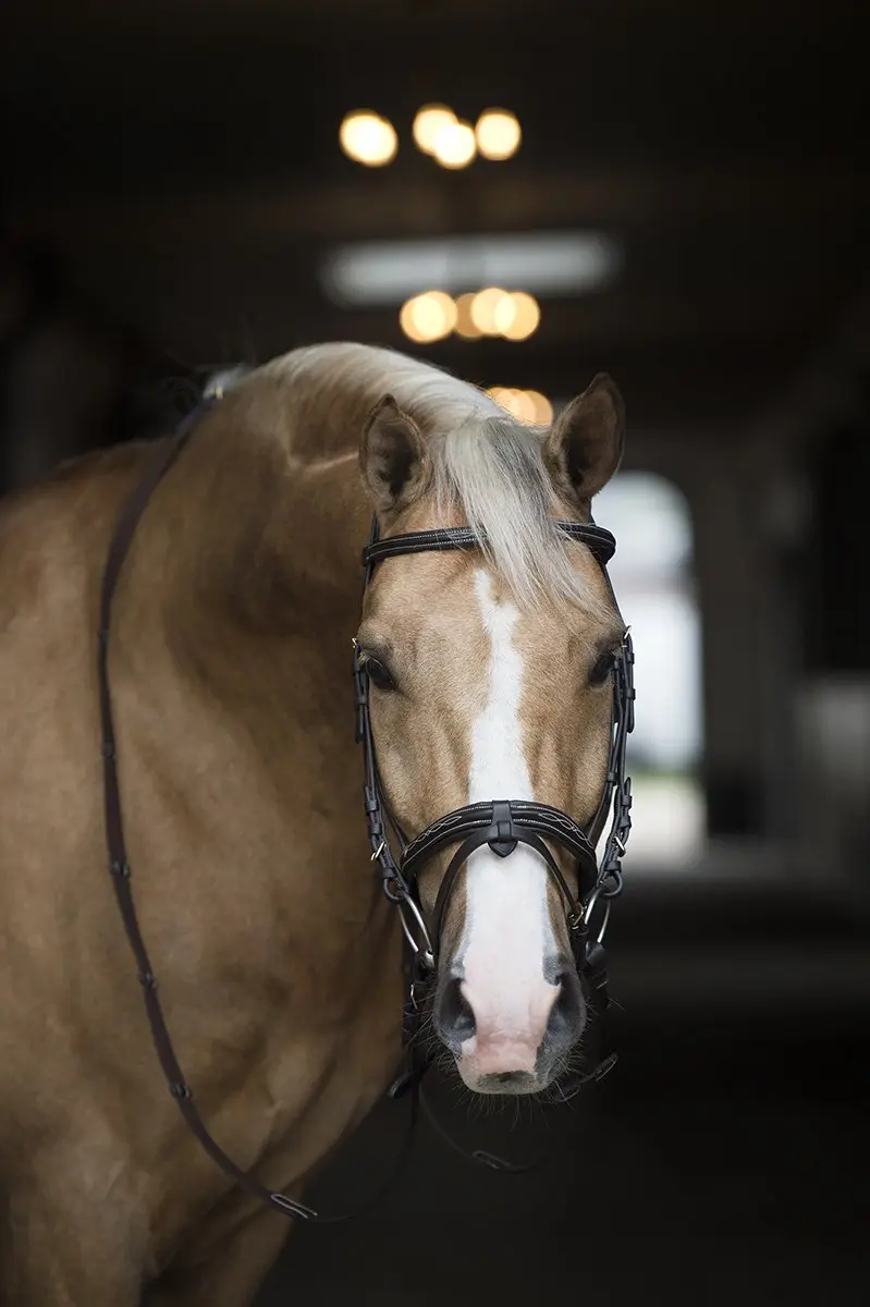 Horsegear Taron Hoofdstel - Pony - Bruin