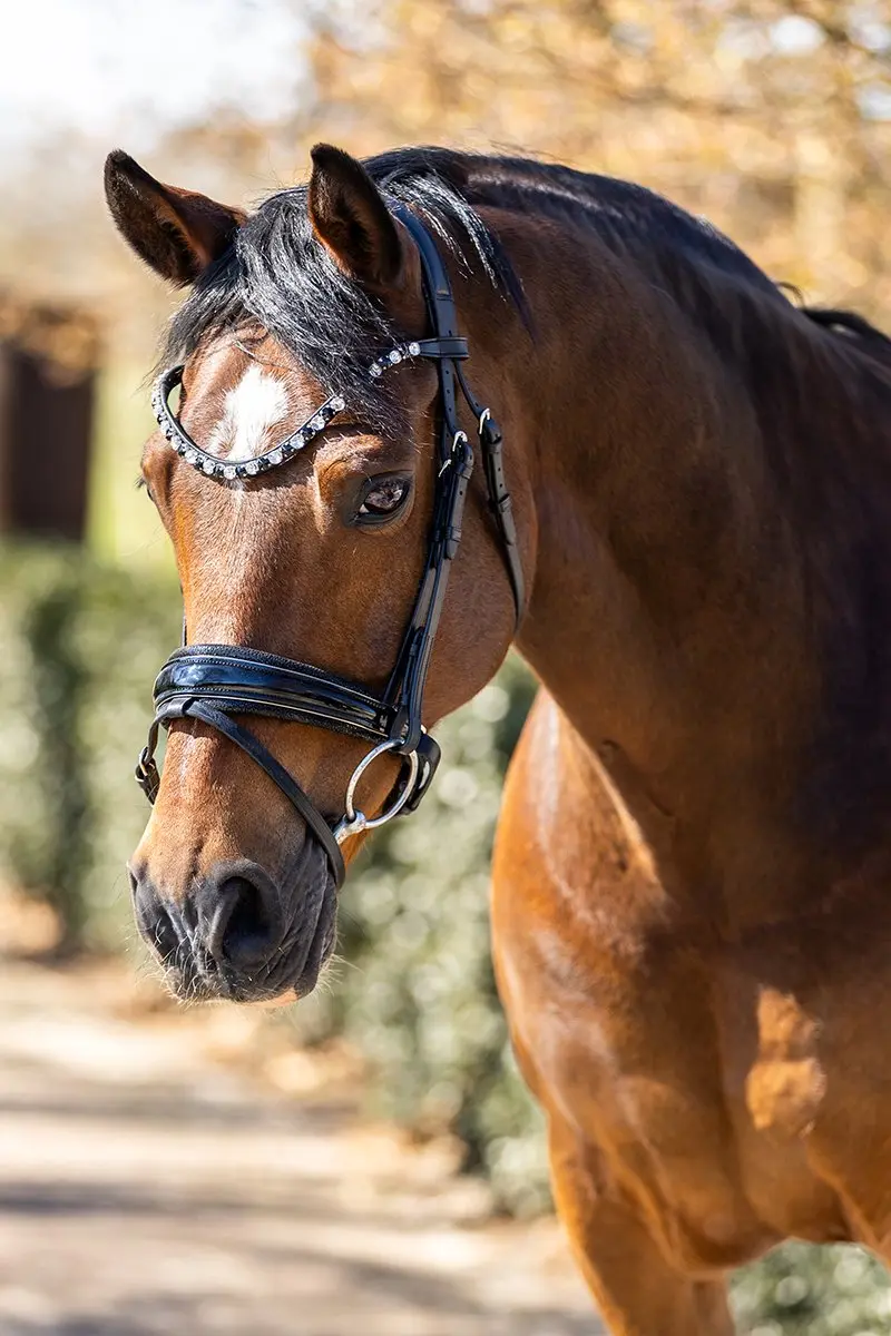 Horsegear Frontriem HGSALERNO - Cob - Zwart-zilver