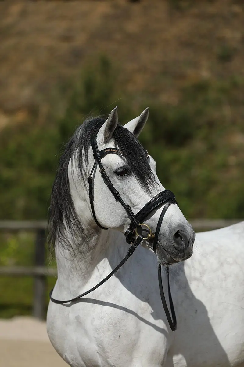 Horsegear HGSnake Hoofdstel - Full - Zwart