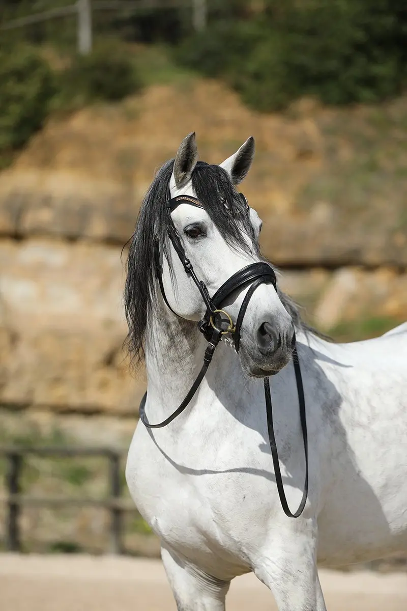 Horsegear HGSnake Hoofdstel