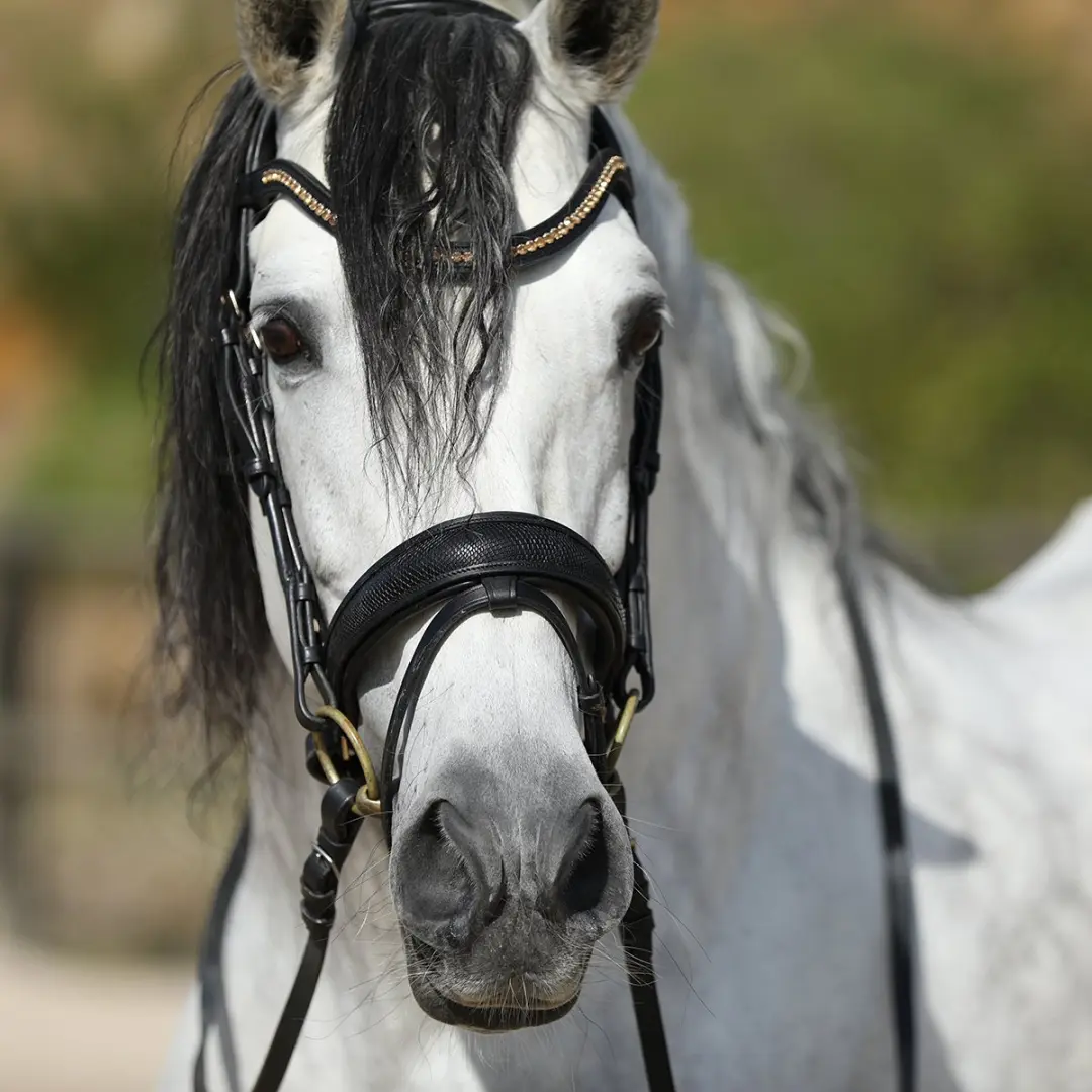 Horsegear HGSnake Hoofdstel - Full - Zwart