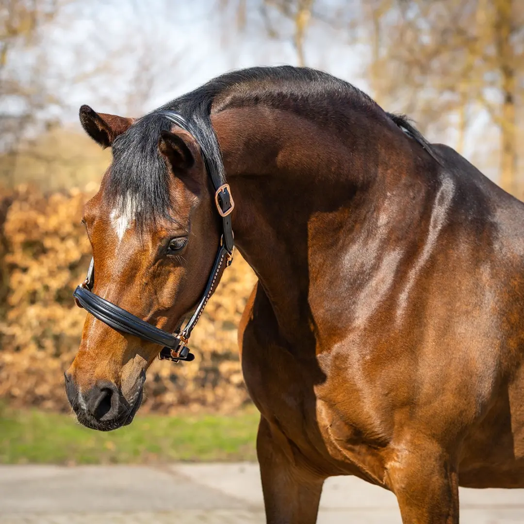 Horsegear Halster Cob