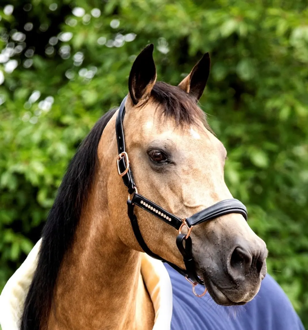 Horsegear Halster Cob - Rose Gold/Zwart