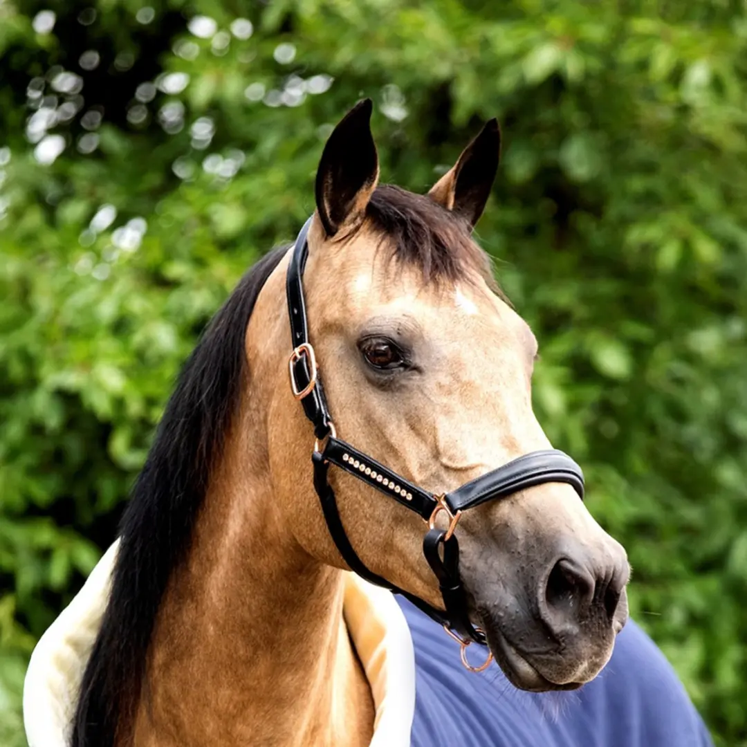 Horsegear Halster Cob - Rose Gold/Zwart