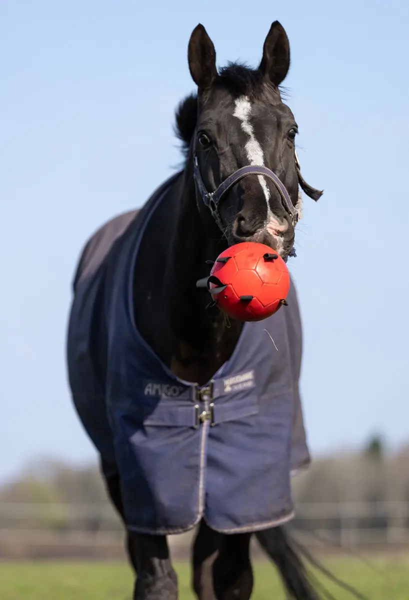 Maximus Fun Play Ball Ø19cm Paardenspeelgoed Roze