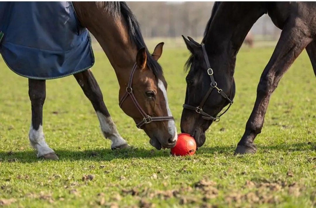 Maximus Fun Play Ball Ø19cm Paardenspeelgoed Roze