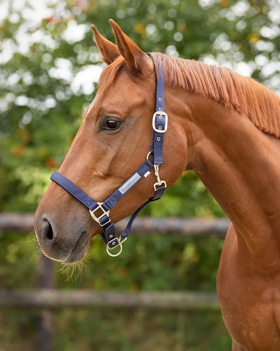 QHP Halster Gevoerd Pony - Blauw