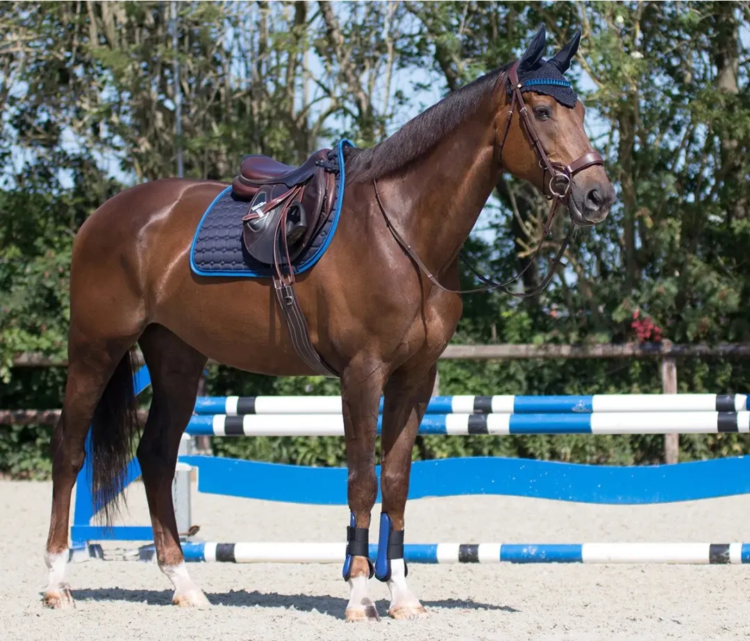 QHP Oornetje Florence Pony - Donkerblauw