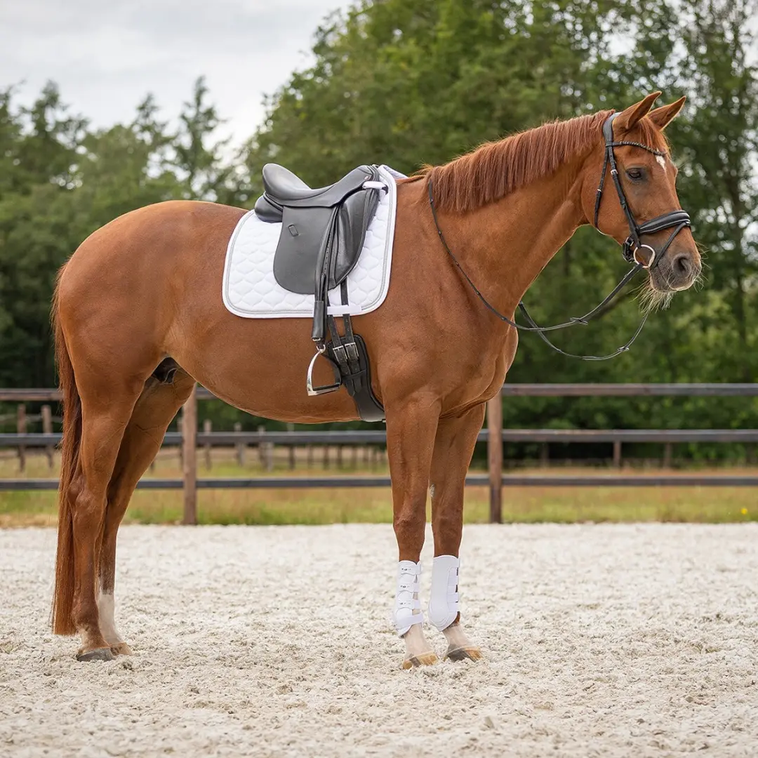 QHP Beenbeschermers Champion L - Wit